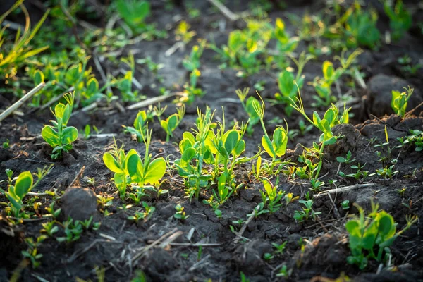 Gros Plan Jeunes Pousses Pois Verts Tournées Avec Une Attention — Photo