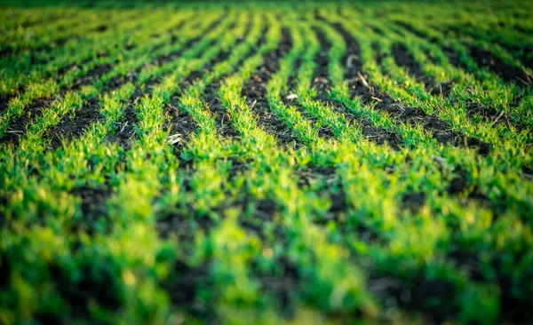 Frühlingsfeld Mit Reihen Junger Grüner Erbsensprossen Aufgenommen Mit Selektivem Fokus — Stockfoto