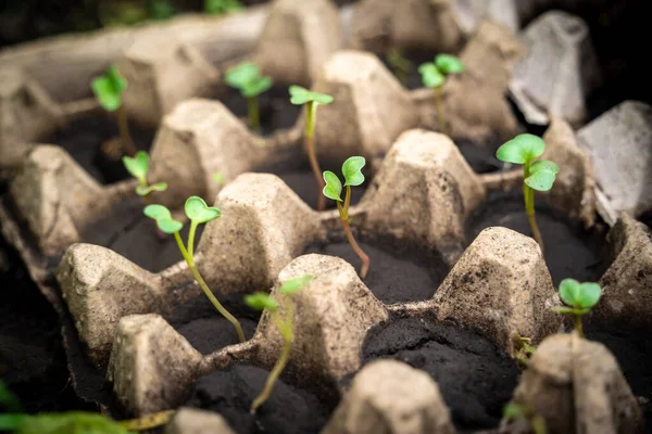 Radish sprouts in recyclable carton tray, home gardening concept