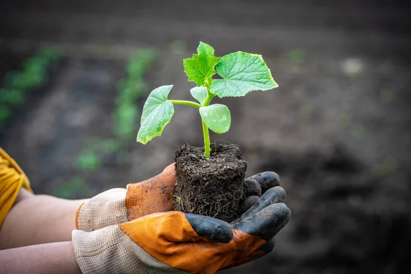 Female Hands Gardening Gloves Hold Cucumber Seedlings Planting Ground — Foto de Stock