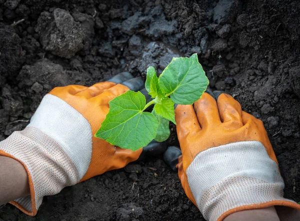 Γυναικεία Χέρια Γάντια Κηπουρικής Φύτευση Φυτών Αγγούρι Στο Έδαφος Πάνω — Φωτογραφία Αρχείου