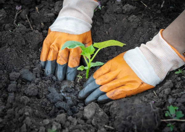 People Hands Gardening Gloves Planting Cucumber Seedlings Ground — Stock Photo, Image