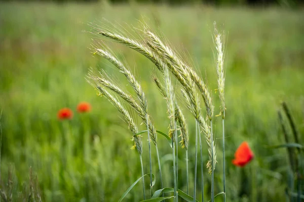 Çiçekli Buğday Kulakları Tarlada Kırmızı Gelincik Çiçekleri Olan Doğal Yeşil — Stok fotoğraf