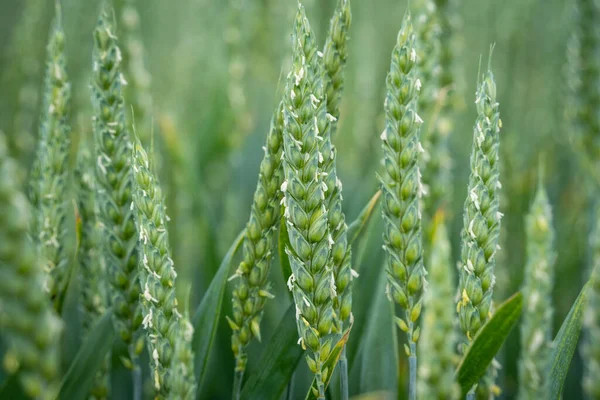 Naturalne Zielone Tło Kwitnącymi Uszami Pszenicy Polu Zbliżenie — Zdjęcie stockowe