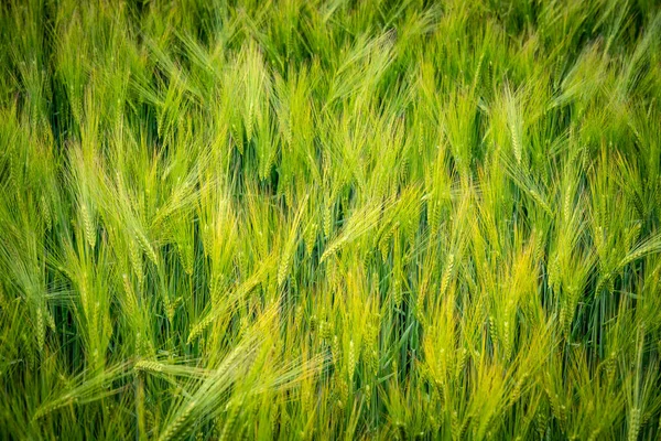 田里长着未成熟黑麦穗的天然绿色背景 — 图库照片