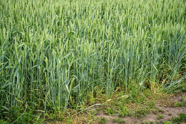 Borda Campo Trigo Com Espigas Novo Conceito Colheita — Fotografia de Stock