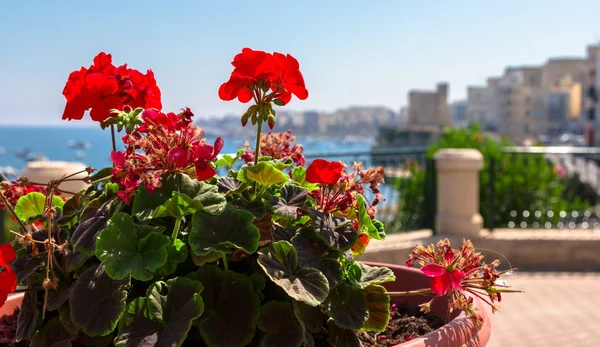 Růže na Maltě — Stock fotografie