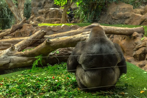 Gorilla Sitting — Stock Photo, Image