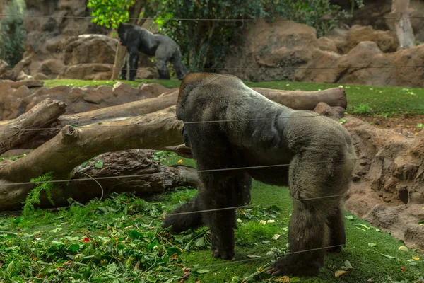 Gorilla Standing — Stock Photo, Image