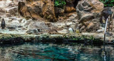 Penguenler bir kayanın üzerinde