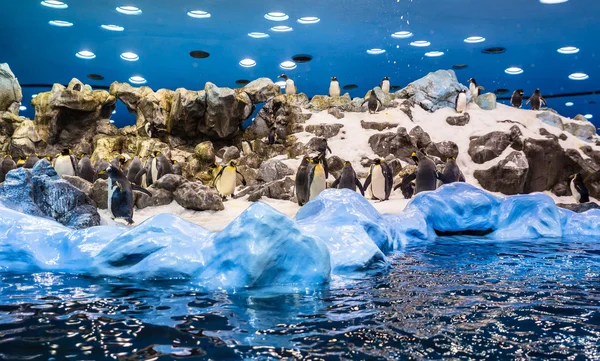 Emperor Penguins — Stock Photo, Image