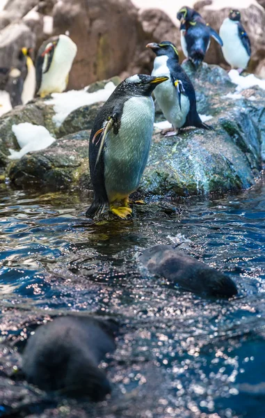 Keizer penguins op water — Stockfoto