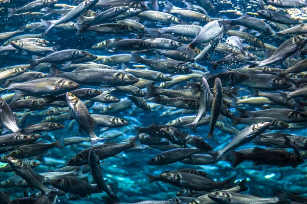 Tanque de pescado —  Fotos de Stock
