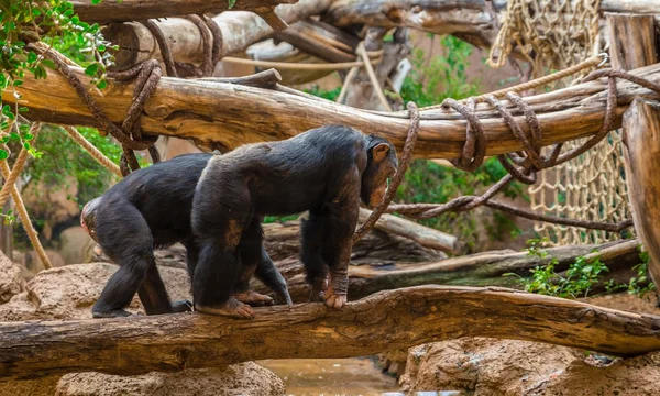 Chimpanzees Walking on a Tree — Stock Photo, Image