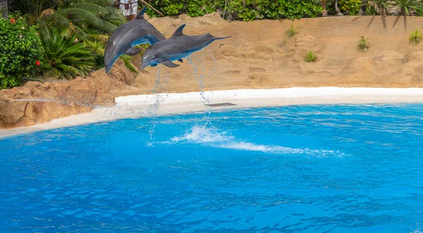 Delfines en un espectáculo — Foto de Stock