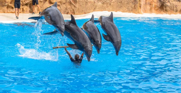 Jumping Over a Stick — Stock Photo, Image