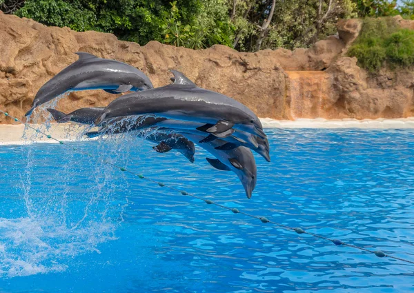 Delfine springen — Stockfoto