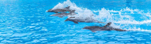 Delfiner race — Stockfoto