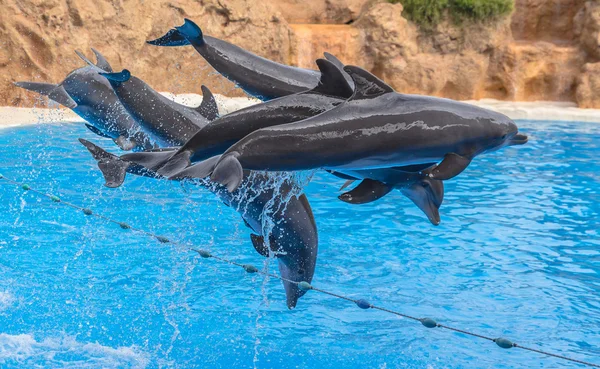 Дельфины в воздухе — стоковое фото