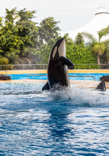 Baleia assassina fora de água — Fotografia de Stock
