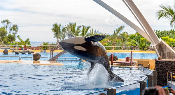 Orka acrobatische sprong — Stockfoto
