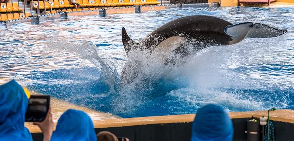 Buceo de ballenas asesinas — Foto de Stock