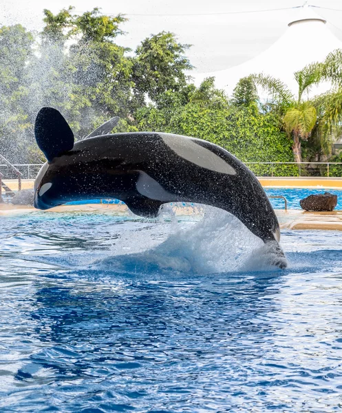 Pirueta de ballena asesina — Foto de Stock