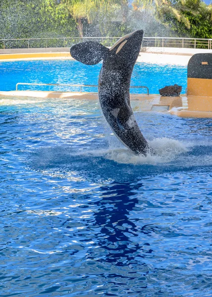 Velryba stříkající — Stock fotografie