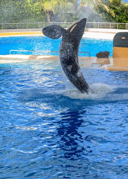 Killer Whale Splashing Stock Photo