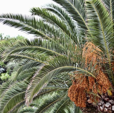 İspanyol sahil Peyzaj toprak