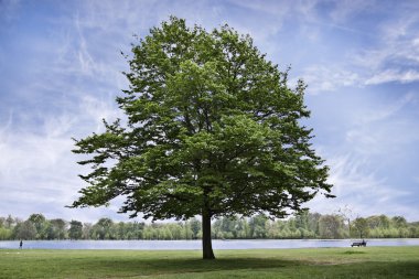Park peyzaj.