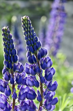 Elinde toprak olan bir bitki.