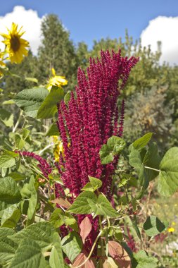 fleurs d'amarantes
