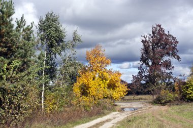 vahşi ormanda manzara