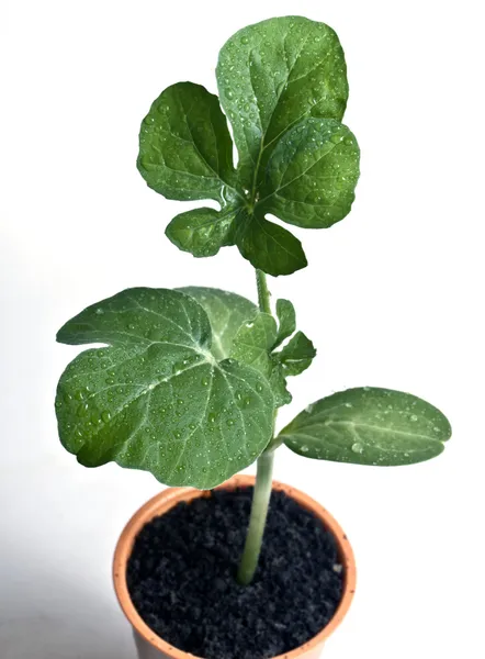 Baby planten-nieuw leven — Stockfoto