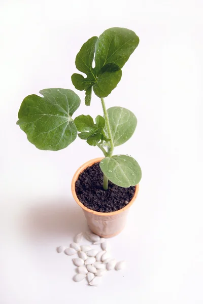 Baby planten-nieuw leven — Stockfoto