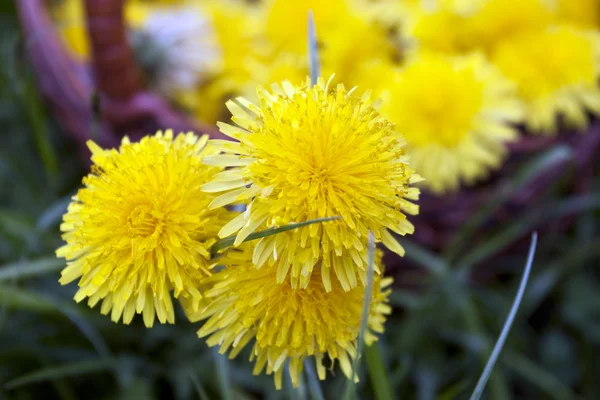 Blume einer Sonnenblume — Stockfoto