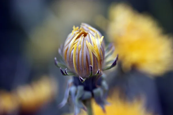ひまわりの花 — ストック写真