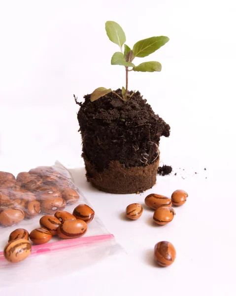 Een plant met aarde op een handtroffel — Stockfoto