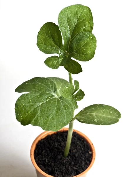 Een plant met aarde op een handtroffel — Stockfoto