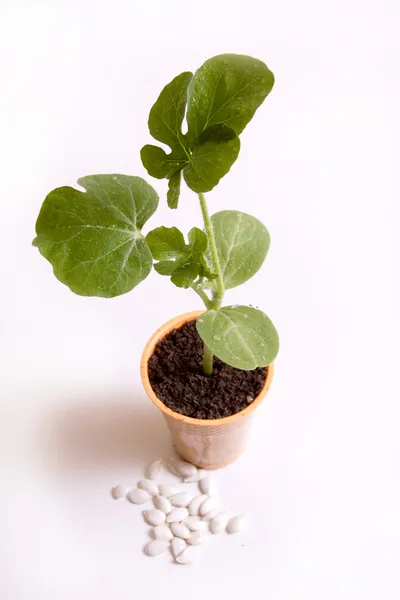 Een plant met aarde op een handtroffel — Stockfoto