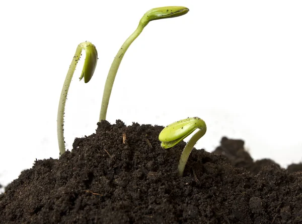 Een plant met aarde op een handtroffel — Stockfoto