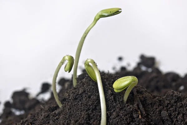 Een plant met aarde op een handtroffel — Stockfoto