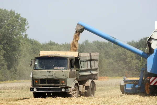 Харвестер, работающий на пшеничном поле — стоковое фото