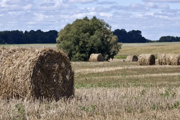 Erntemaschine bei der Arbeit in einem Weizenfeld — Stockfoto