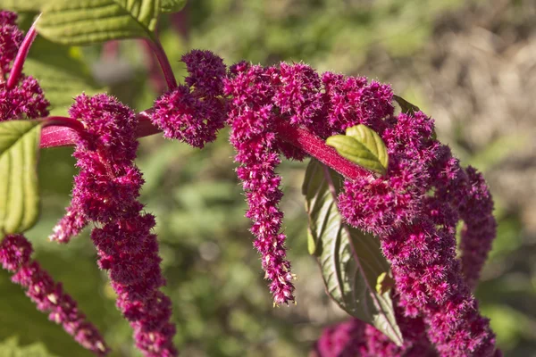 Amaranthenblüten — Stockfoto