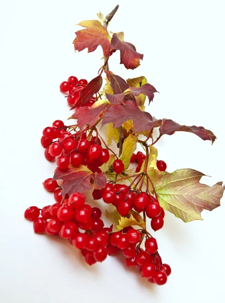 Madeira de seta vermelha madura — Fotografia de Stock