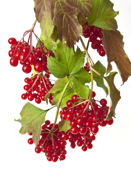 Madera de flecha roja madura — Foto de Stock