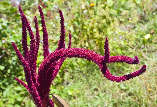 アマランサスの花 ロイヤリティフリーのストック写真