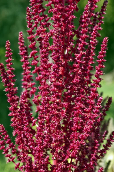 Amarantes fleurs Photos De Stock Libres De Droits